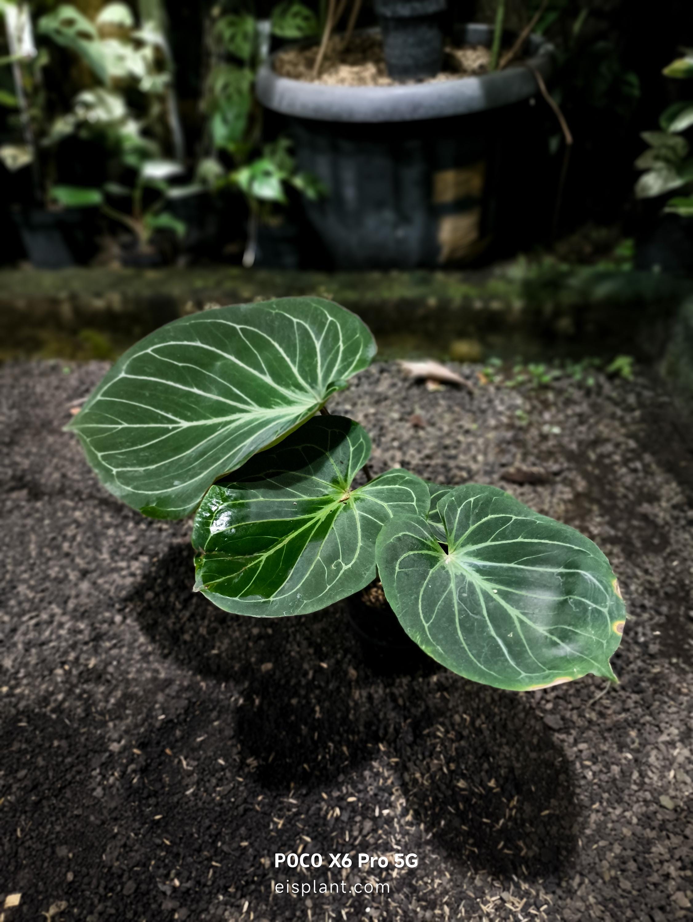 Anthurium Kos Butterfly - Etsy