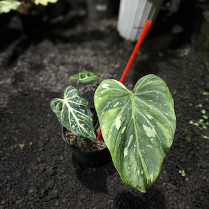 Puede incluir: Un letrero de madera rústica con el texto "Welcome to our home" en letras blancas. El letrero presenta un acabado envejecido y un diseño simple y acogedor, perfecto para un porche o entrada.