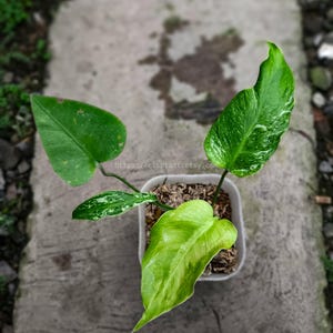 Pode incluir: Uma planta em vaso com folhas grandes e verdes vibrantes, algumas com variegata branca. A planta está em um pequeno vaso branco quadrado cheio de terra e cobertura morta. A imagem inclui o texto "POCO X6 Pro 5G eisplant.com".
