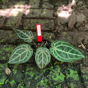 May include: A potted Anthurium 'Michelle' plant with heart-shaped leaves featuring prominent veining. The leaves are a deep green with lighter green veins. A red tag with white text is attached to the pot. The plant sits on a brick surface.