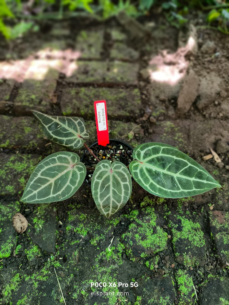May include: A potted Anthurium 'Michelle' plant with heart-shaped leaves featuring prominent veining. The leaves are a deep green with lighter green veins. A red tag with white text is attached to the pot. The plant sits on a brick surface.