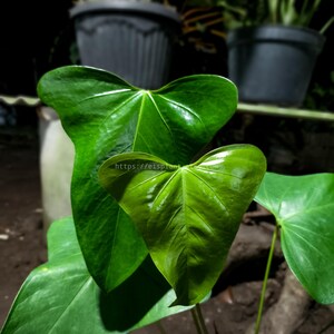 Anthurium Subsignatum - Etsy
