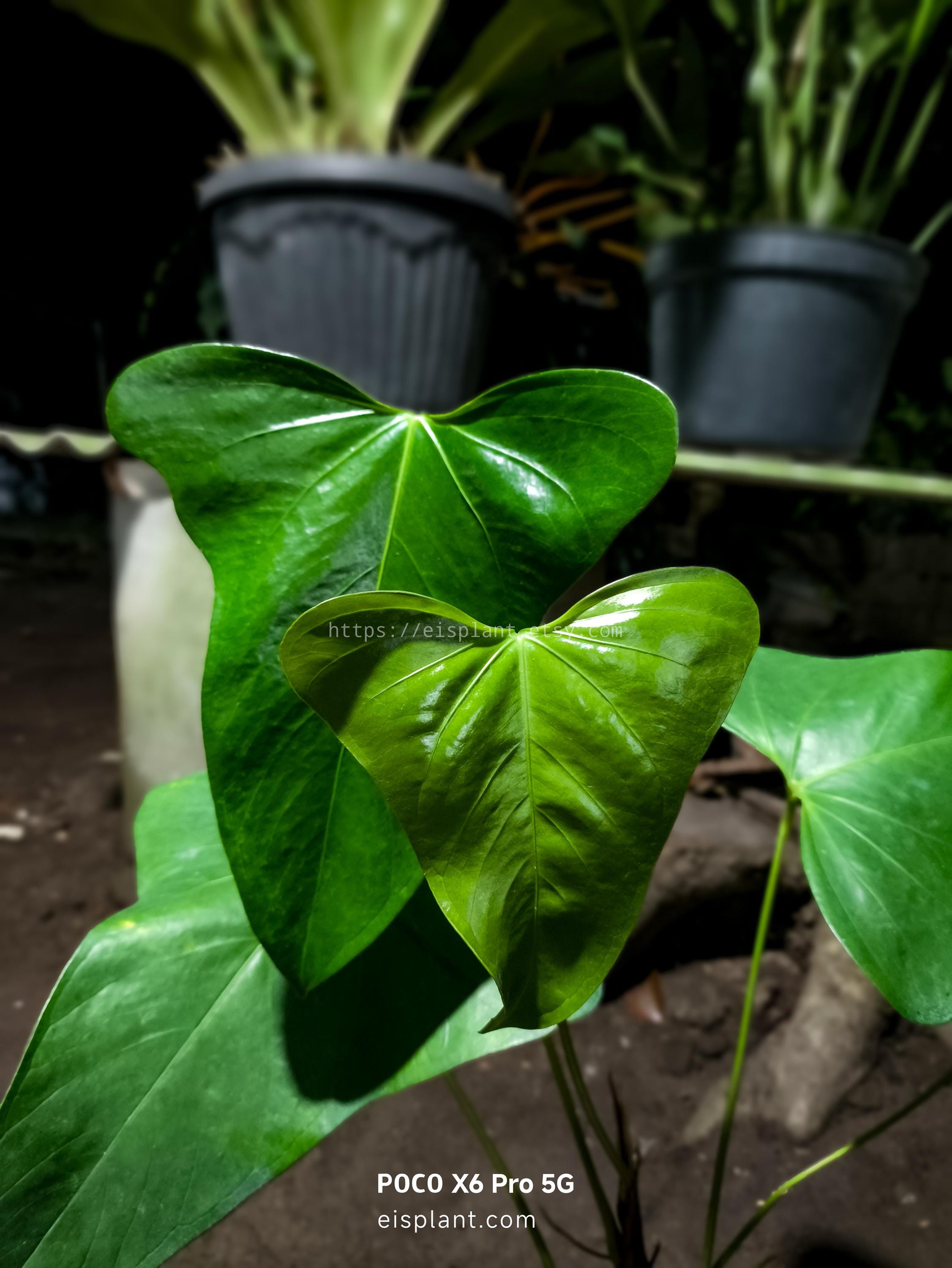 Anthurium Subsignatum - Etsy