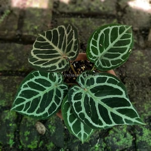 May include: A potted plant with large, heart-shaped leaves. The leaves are a deep green with striking, light green veining. The plant is set against a background of brick and moss. The image includes the text "eisplant.com".