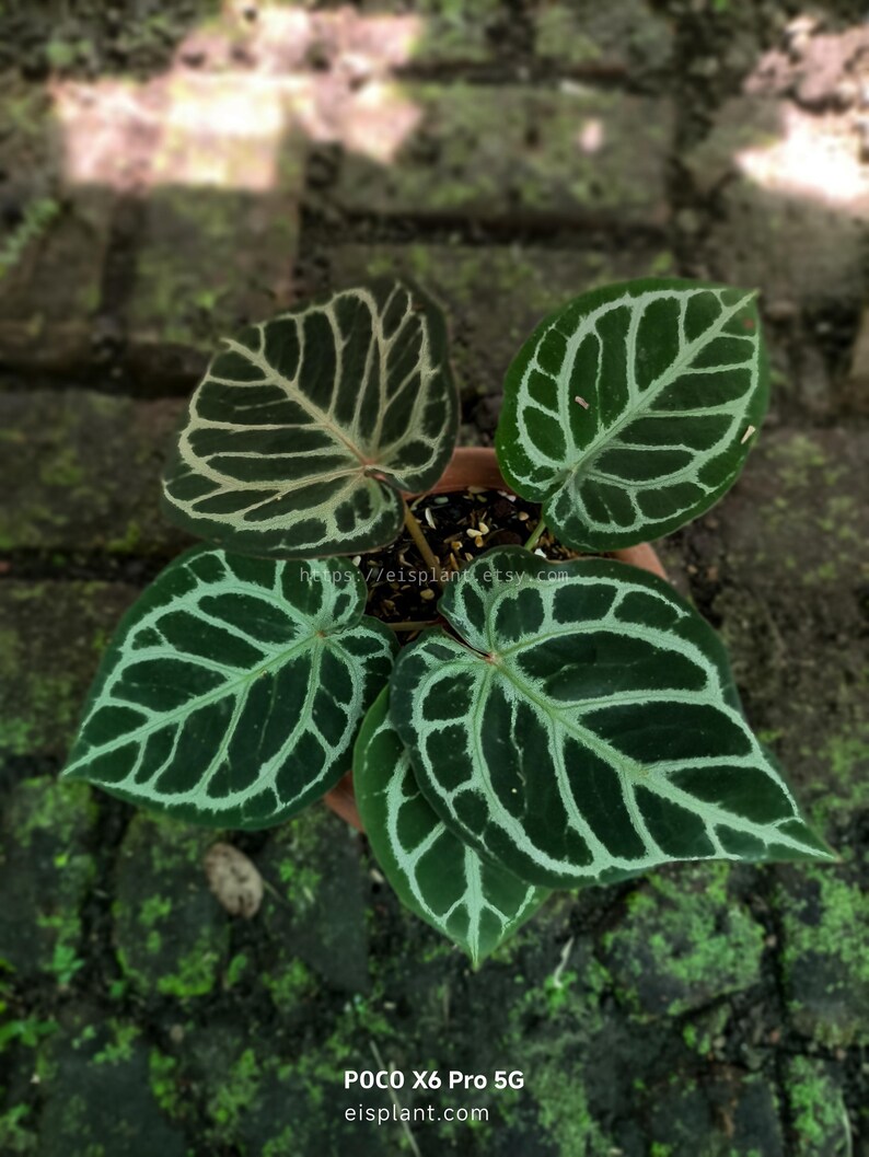 May include: A potted plant with large, heart-shaped leaves. The leaves are a deep green with striking, light green veining. The plant is set against a background of brick and moss. The image includes the text "eisplant.com".