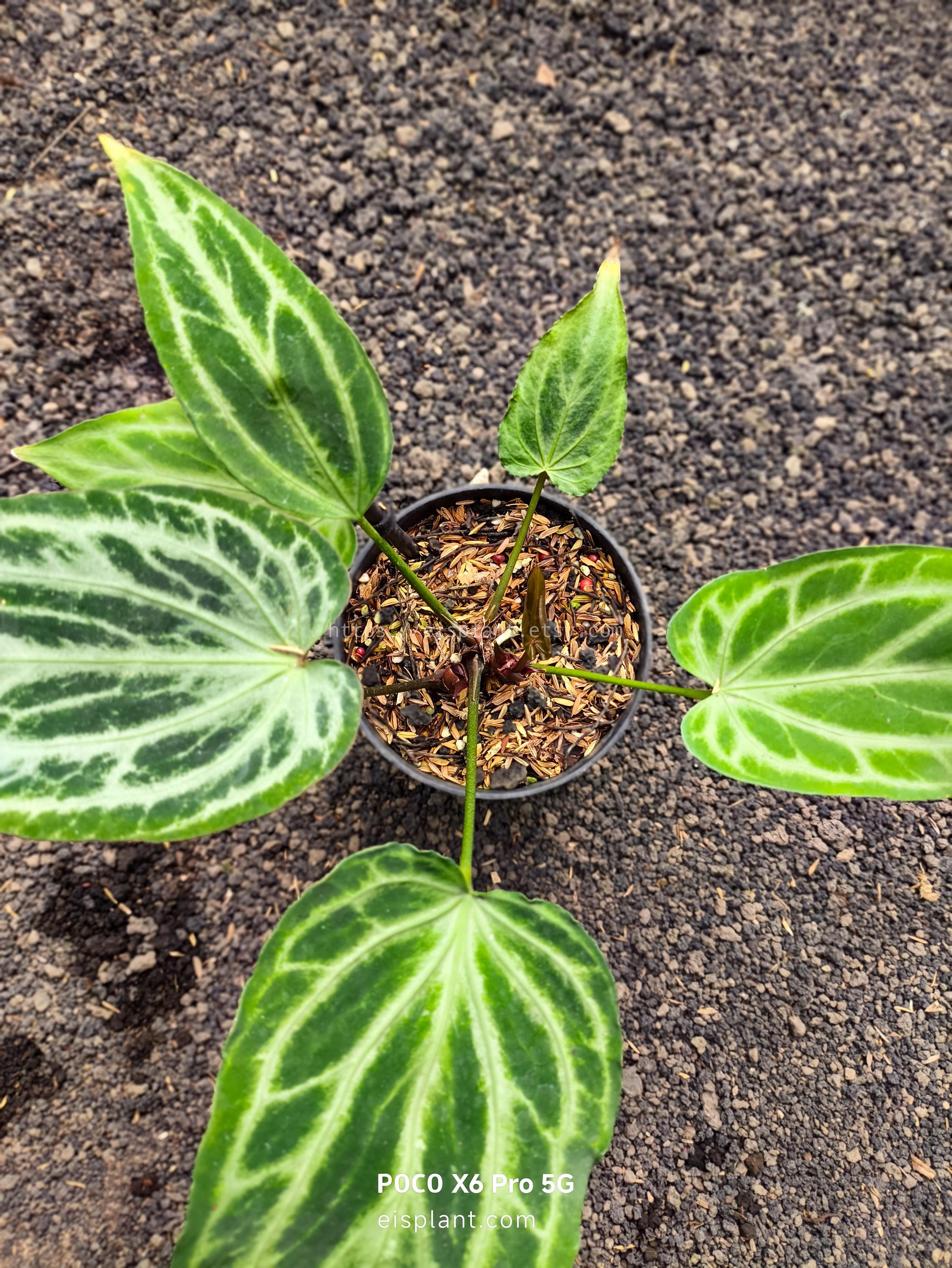 Anthurium silver blush - Etsy 日本