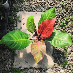 philodendron billietiae variegata steckling Philodendron 'Billietiae' Variegated (wk1-I) main image 0