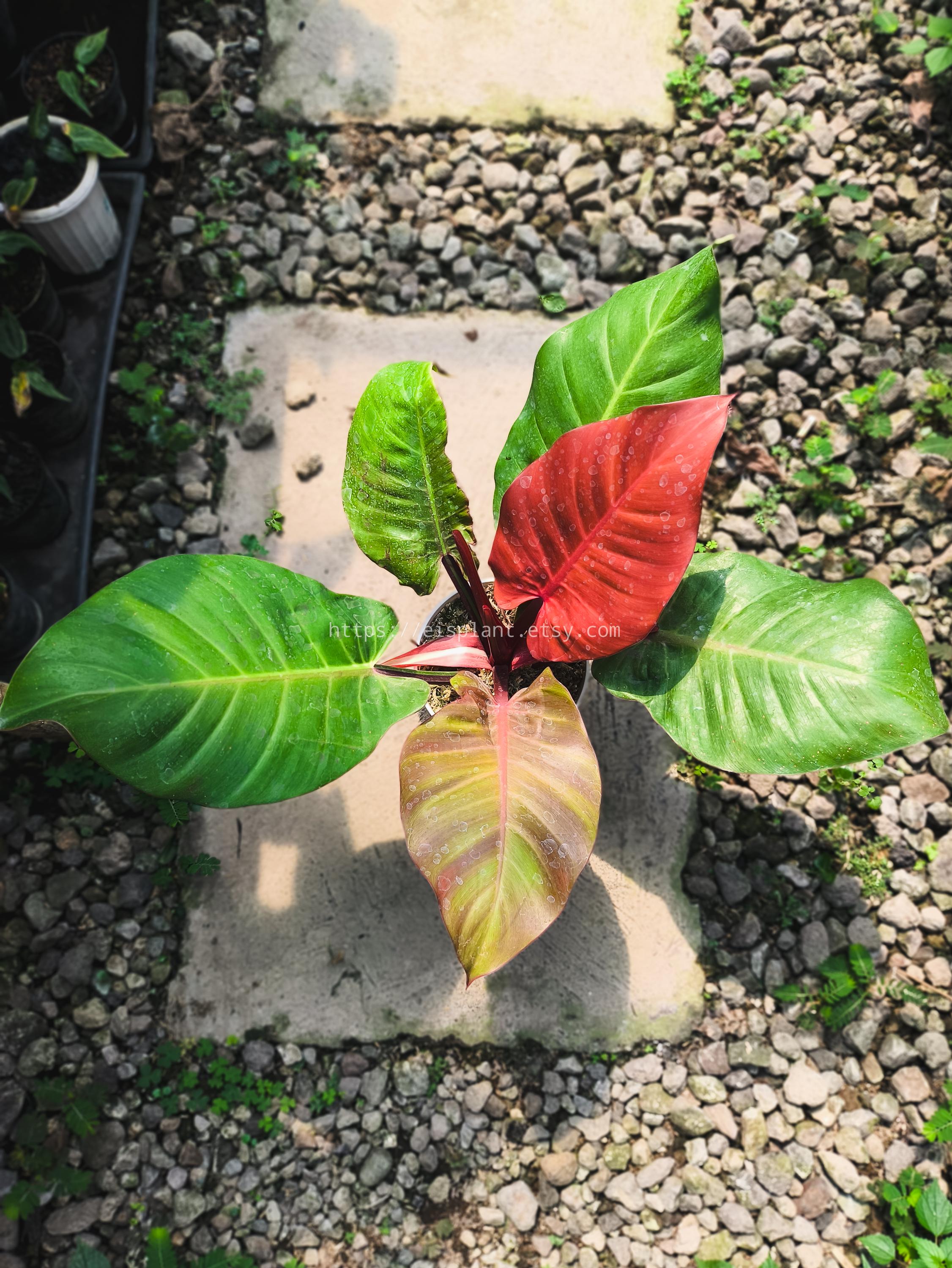 Philodendron red moon - Etsy.de