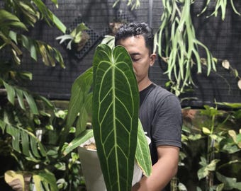 Queen Anthurium Warocqueanum Big Size Live Plant Original Photo