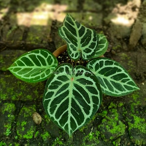 May include: Anthurium crystallinum plant in a terracotta pot, featuring dark green leaves with striking white veining. The plant sits on moss-covered bricks. The image includes the text "POCO X6 Pro 5G eisplant.com" at the bottom of the frame.
