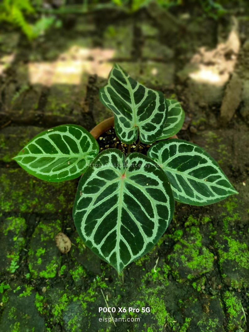May include: Anthurium crystallinum plant in a terracotta pot, featuring dark green leaves with striking white veining. The plant sits on moss-covered bricks. The image includes the text "POCO X6 Pro 5G eisplant.com" at the bottom of the frame.