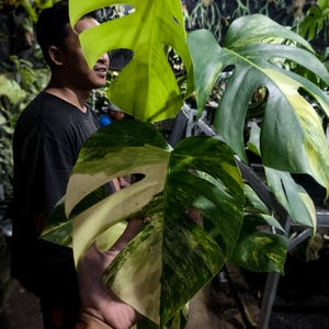 May include: A close-up of a variegated Monstera plant leaf, showcasing a mix of green and creamy white colors. The leaf has a split pattern with a vibrant, healthy appearance. The image includes the text "POCO X6 Pro 5G eisplant.com".