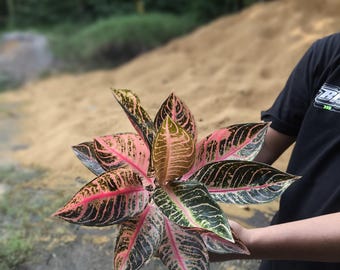 Aglaonema Black Sumatra: Colorful Accent Plant - 4