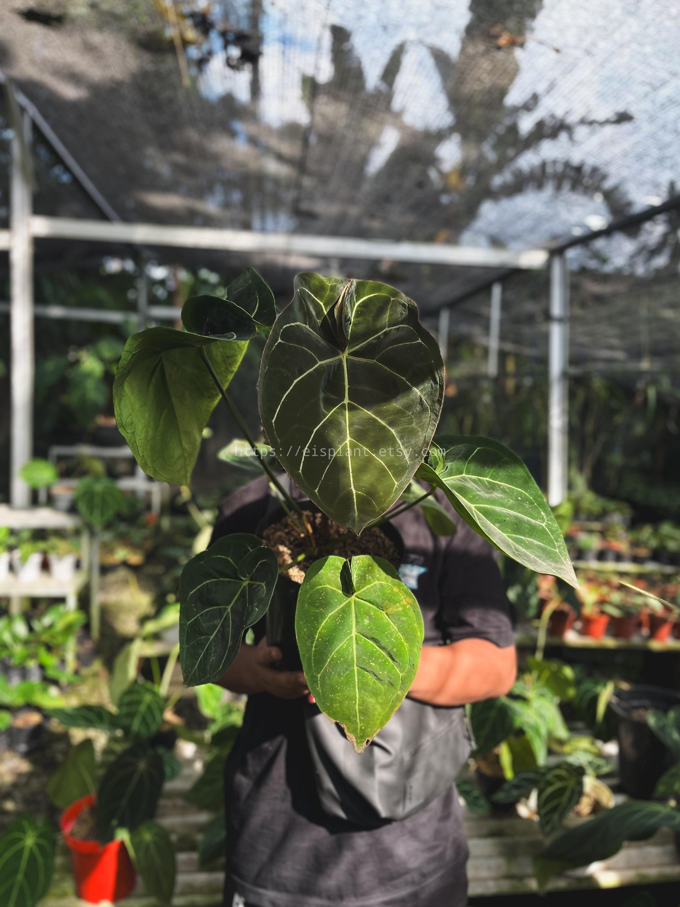 Anthurium dressleri - Etsy 日本