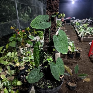 Anthurium Clidemioides - Etsy