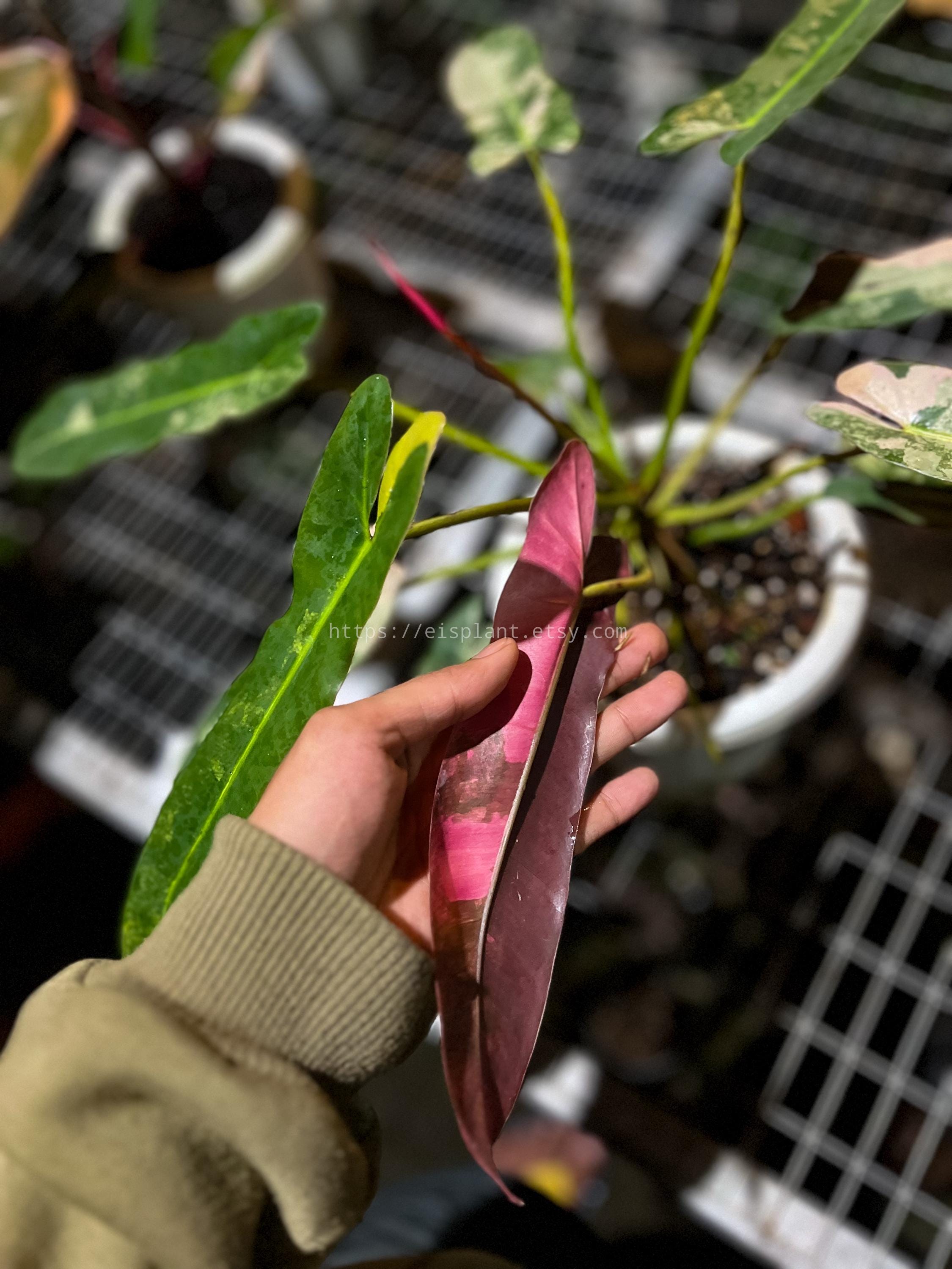 Philodendron atabapoense - Etsy 日本