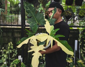 Philodendron Golden Dragon variiert mittelgroß selten Aroid Live Plant Originalfoto