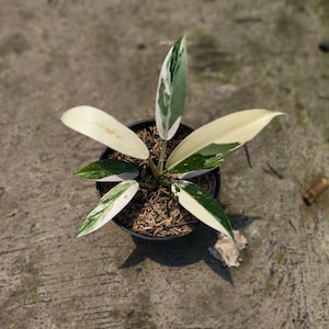 Peut inclure: Une plante en pot avec des feuilles panachées vertes et blanches. La plante est dans un pot noir rempli de paillis, posée sur une surface en béton. Le texte "POCO X6 Pro 5G eisplant.com" est visible.