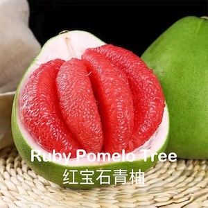 Shipping Restrictions Apply! Ruby Pomelo Tree | Red Flesh Citrus | Sweet Pomelo Grapefruit Tree | Live Plant