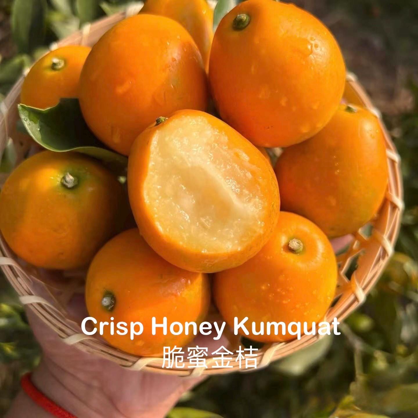 Shipping Restrictions Apply! Crisp Honey Kumquat Tree | Sweet Edible Skin Kumquat Plant | Rare Citrus Tree | Live Plant