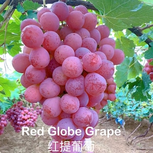 May include: A close-up of a cluster of Red Globe grapes, showcasing their vibrant pink color and round shape. The image includes green leaves and the text "Red Globe Grape" and Chinese characters.