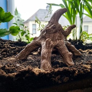 May include: A brown, textured piece of driftwood with a gnarled, root-like structure featuring multiple protruding branches and a central peak, resting on a dark, granular soil surface with visible wood grain patterns and natural knots.