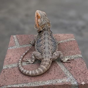 May include: A bearded dragon lizard with a textured, spiky body and a patterned tail. The reptile has a tan and orange head and is perched on a red brick surface. The lizard is facing away from the camera.