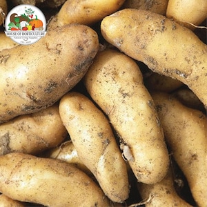 May include: A close-up shot of several light brown, oblong potatoes. The potatoes have a slightly rough texture and are covered in small specks of dirt. The image includes a logo in the upper left corner that says "HOUSE OF HORTICULTURE Natural Living Supplies EST. 2020".