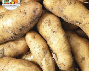 La Ratte Potato Seed Potatoes - Heritage French Quality Seeds - Time to Chit Now - Fingerling Potato Variety Loved by Chefs