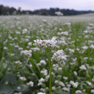 May include: A field of white flowers in full bloom, with a blurred background of more flowers and trees under a cloudy sky. The foreground features a cluster of white flowers with green stems and leaves.