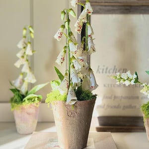 May include: A terracotta pot with a tall flowering plant. The plant has white, bell-shaped flowers with maroon spots. The pot is on a book titled "Sunday Suppers". The background includes a framed sign with text.