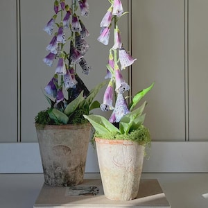 May include: Two potted foxglove plants with tall, purple and white bell-shaped flowers. The plants are in aged terracotta pots, sitting on a book titled "SUNDAY SUPPERS". The scene is set against a neutral, paneled background.