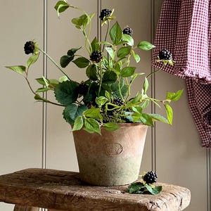 Faux Blackberries & Foliage In An Aged Terracotta Pot.