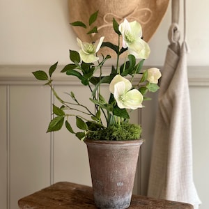 May include: A potted plant featuring pale green and white hellebore flowers with dark green serrated leaves. The plant is set in a weathered, tapered terracotta-coloured pot with a textured surface, topped with a layer of vibrant green moss.