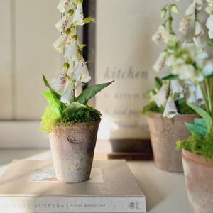 May include: A foxglove plant in a weathered terracotta pot, with white bell-shaped flowers speckled with pink. The plant sits on a book. The pot is surrounded by green moss. A framed sign with the word "kitchen" is in the background.