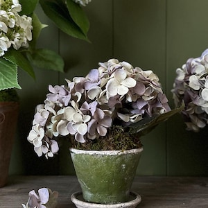 Mauve Hydrangeas In Weathered Green Pot With Matching Saucer.