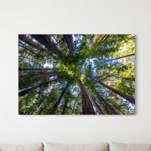 Towering Redwood Canopy Looking Up Forest Perspective Wall Art | Instant Digital Download