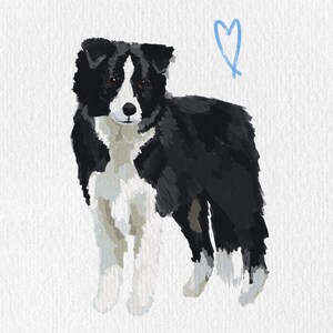 May include: A painted illustration of a Border Collie dog, predominantly black and white, with a light blue heart above its head. The dog is standing on a white background, showcasing its distinctive markings and fur texture.