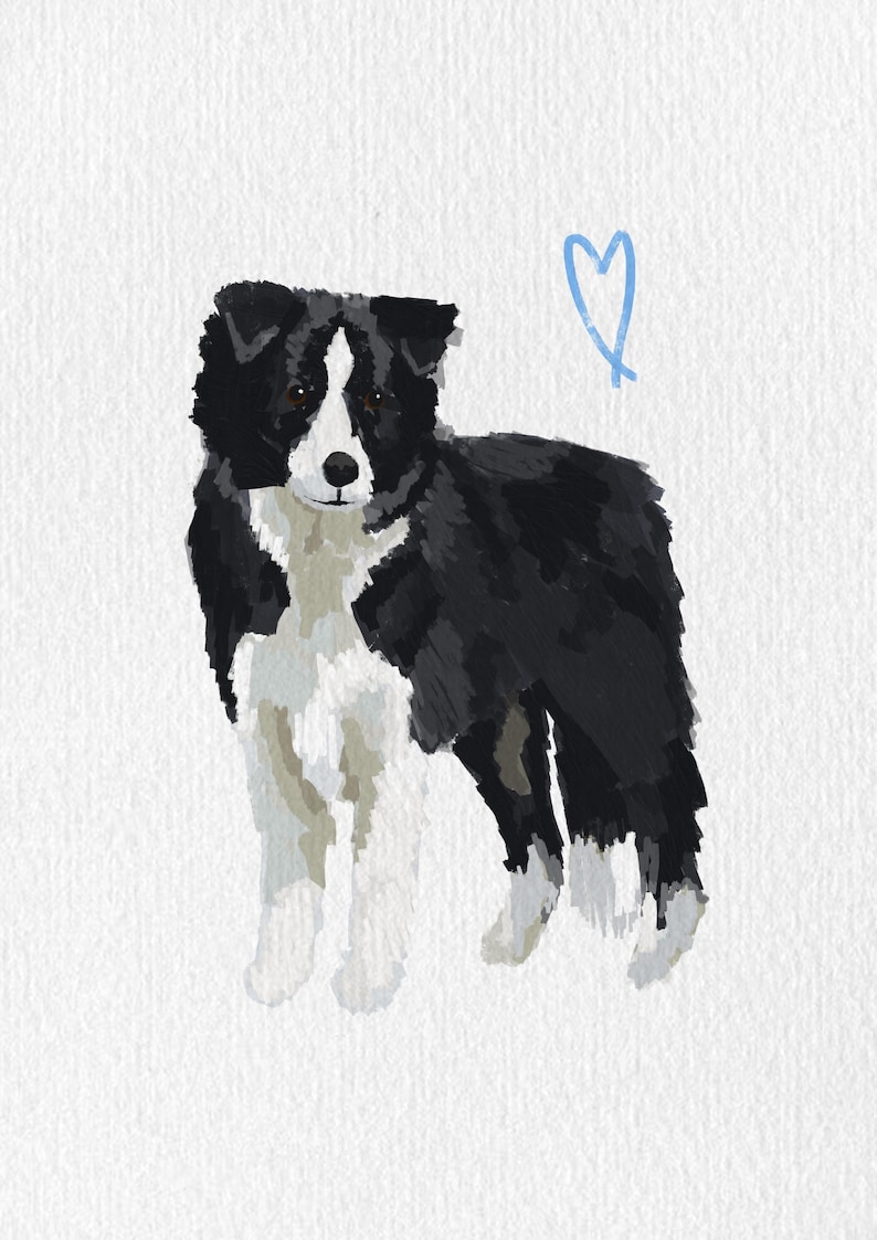 May include: A painted illustration of a Border Collie dog, predominantly black and white, with a light blue heart above its head. The dog is standing on a white background, showcasing its distinctive markings and fur texture.