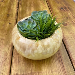 May include: A round, cream and tan glazed ceramic bowl containing two green succulent plants and a cluster of thin, pointed green grass-like foliage. The bowl has a smooth, glossy finish with a subtle drip-like pattern in the glaze.