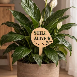 Puede incluir: Una planta de lirio de la paz en maceta con hojas verdes oscuras y flores blancas. Un marcador de planta de madera con la inscripción "STILL ALIVE" está insertado en la tierra. La planta está en una maceta marrón texturizada.