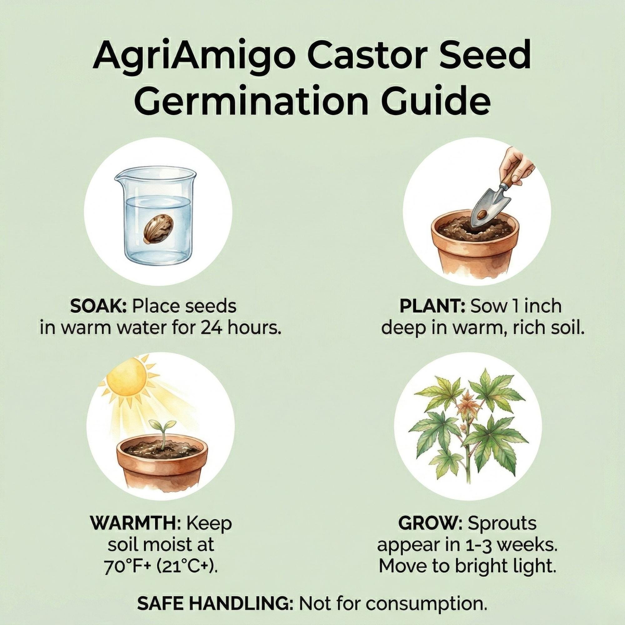 Organic Raw Castor Seeds | Natural Planting, Craft, Herbal Supply - Etsy