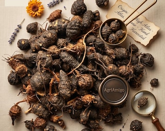 Raíz de Nagarmotha (Musta) / Cyperus Rotundus / Raíz herbaria ayurvédica seca entera