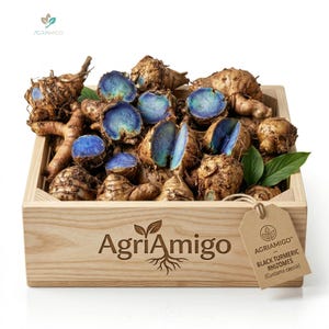 May include: A wooden crate filled with black turmeric rhizomes, featuring a light brown tag labelled AgriAmigo Black Turmeric Rhizomes Curcuma caesia. The rhizomes have a rough, tan exterior and a vibrant, deep blue interior flesh, with green leaves.