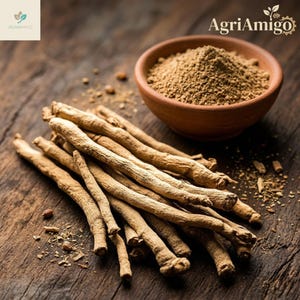 May include: A close-up shot of ashwagandha roots and powder in a small terracotta bowl. The roots are light brown and arranged in a pile. The powder is a fine, light brown. The AgriAmigo logo is in the top left and right corners.
