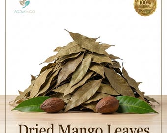 Hojas de mango secas / Uso natural en pujas, rituales y rituales ayurvédicos (Mangifera Indica)