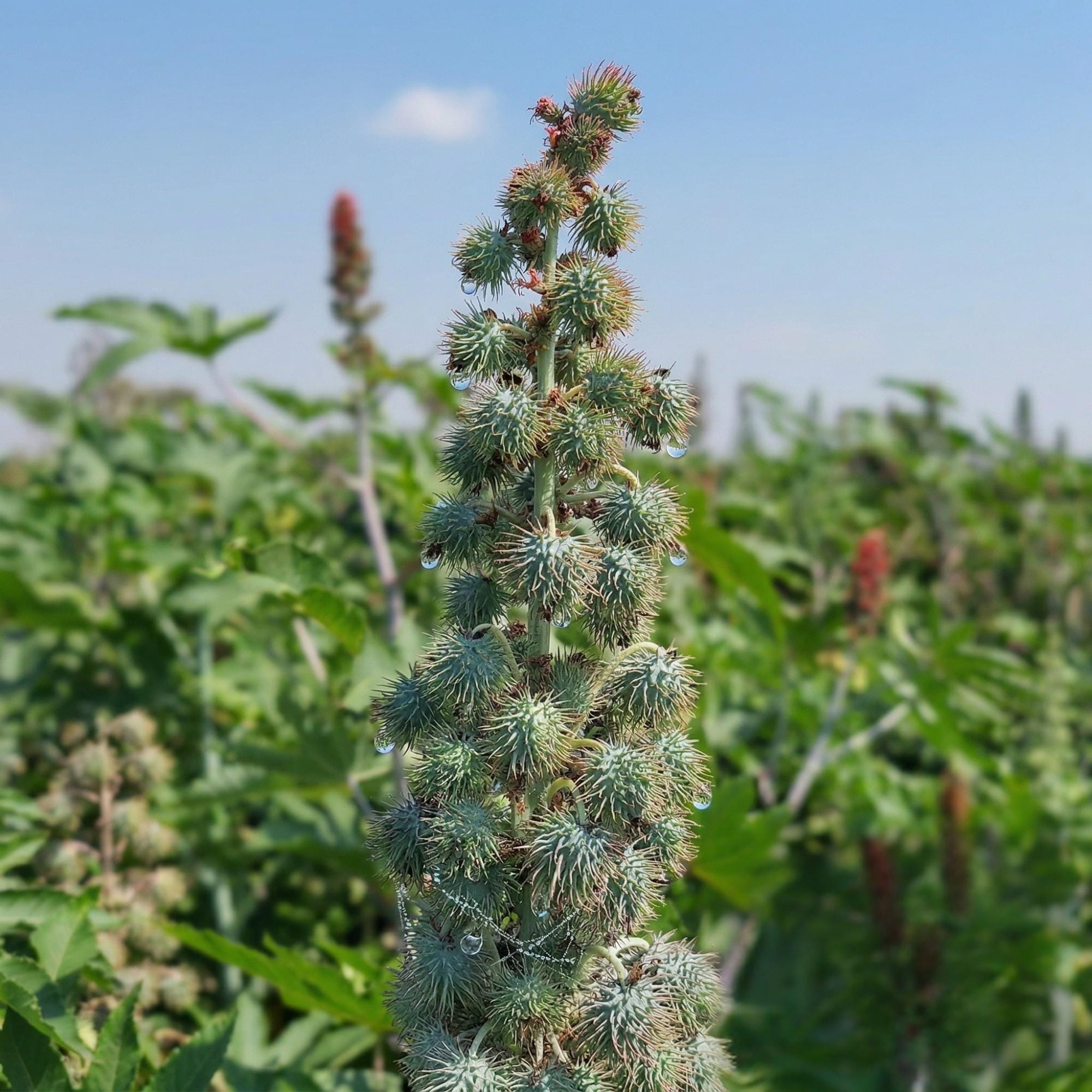 Organic Raw Castor Seeds | Natural Planting, Craft, Herbal Supply - Etsy