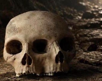 Cráneo de triclops siamés: una curiosidad gótica, escultura de estilo museístico.