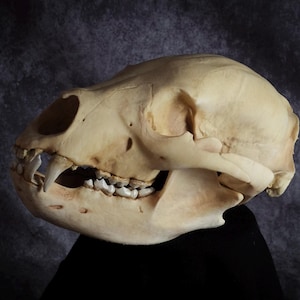 Replica berenschedel Craneo de Oso Esculptura Decor Curiosity Cabinet Uniek!