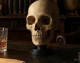 English Nobleman Skull Sculpture – Aristocratic Memento Mori, Gothic Study Decor (Stand Included)